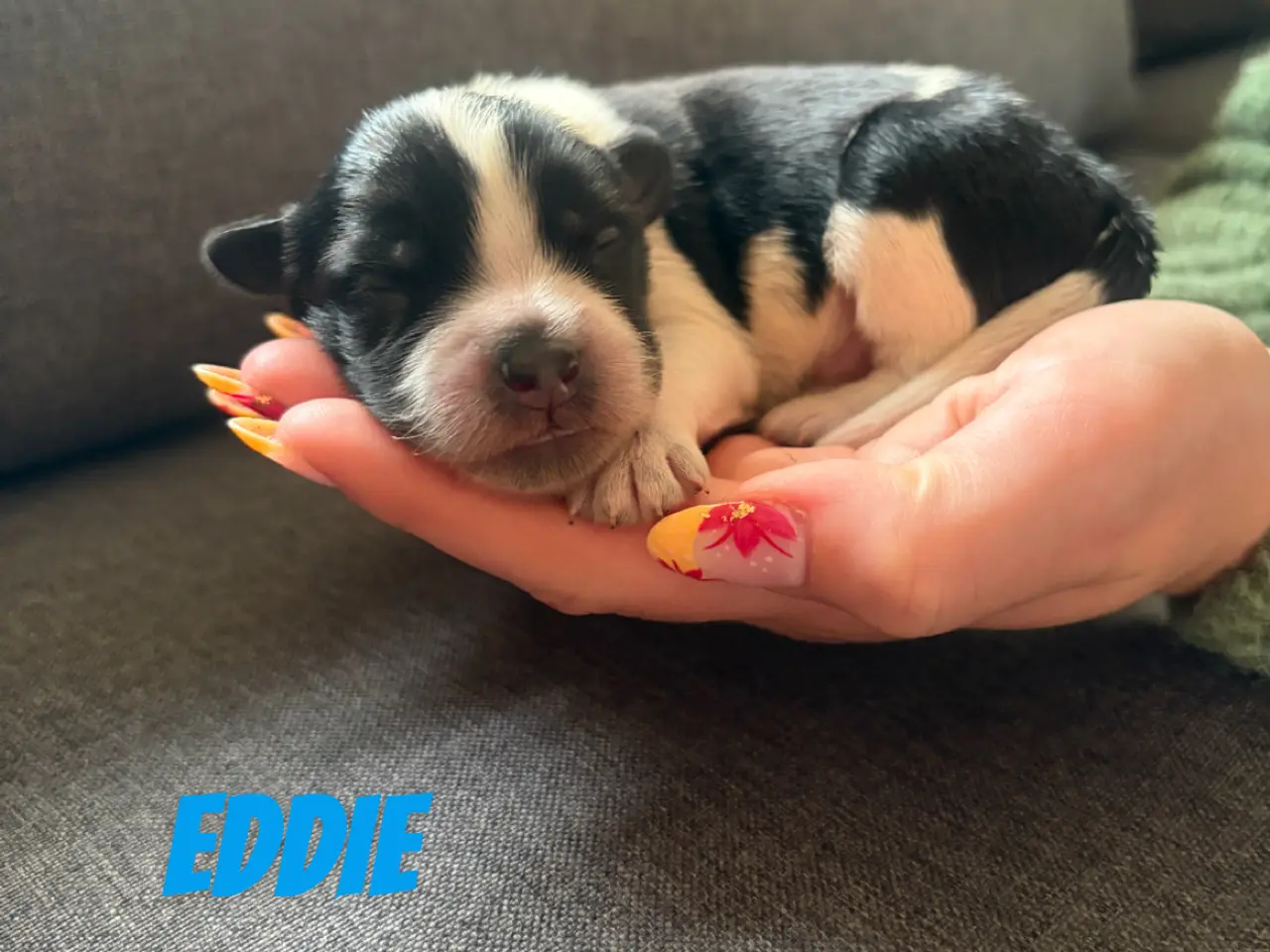 Billede 4 - Schapendoes/samojede hvalpe🐶🐾