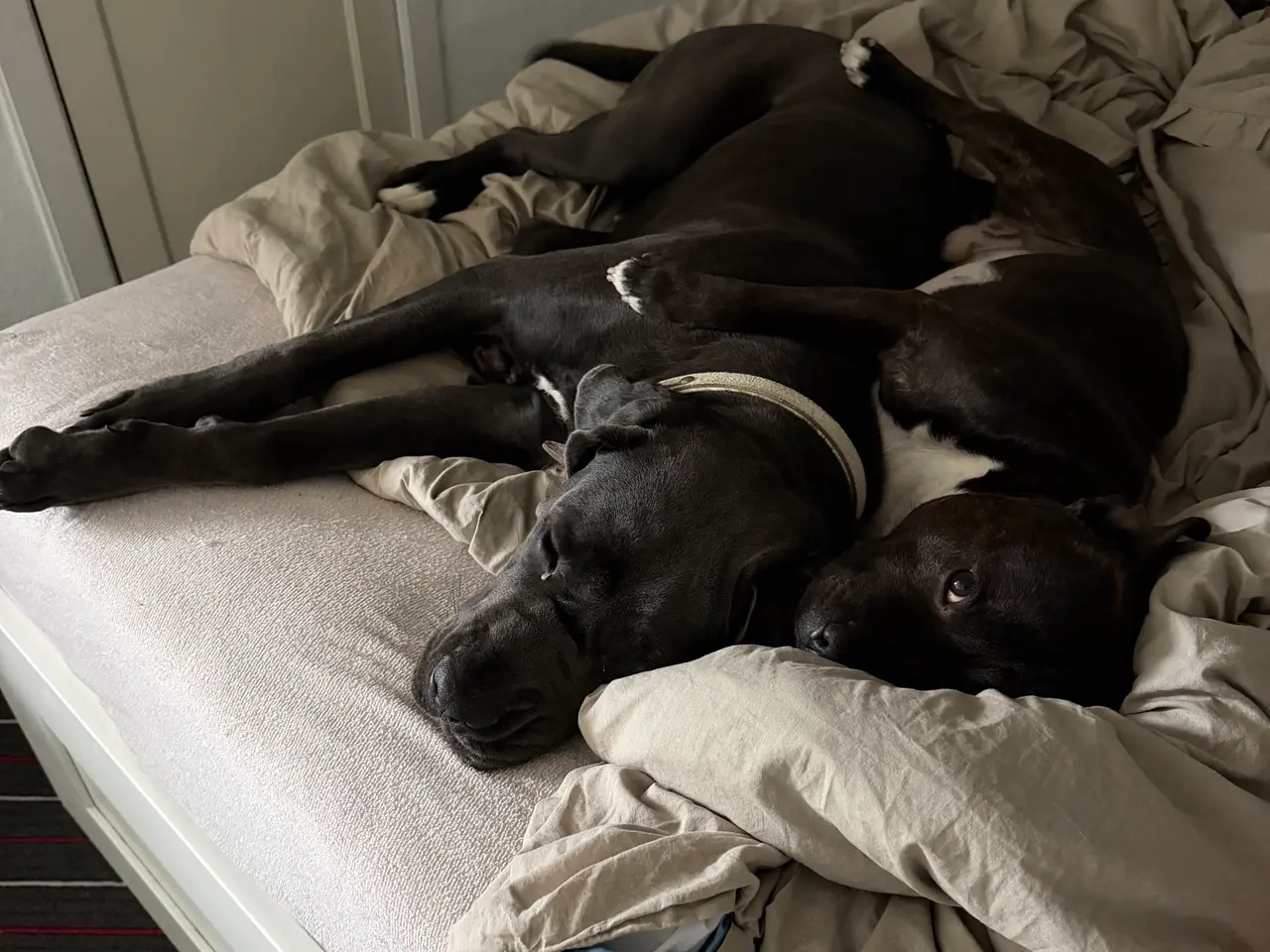 Billede 3 - Cane corso