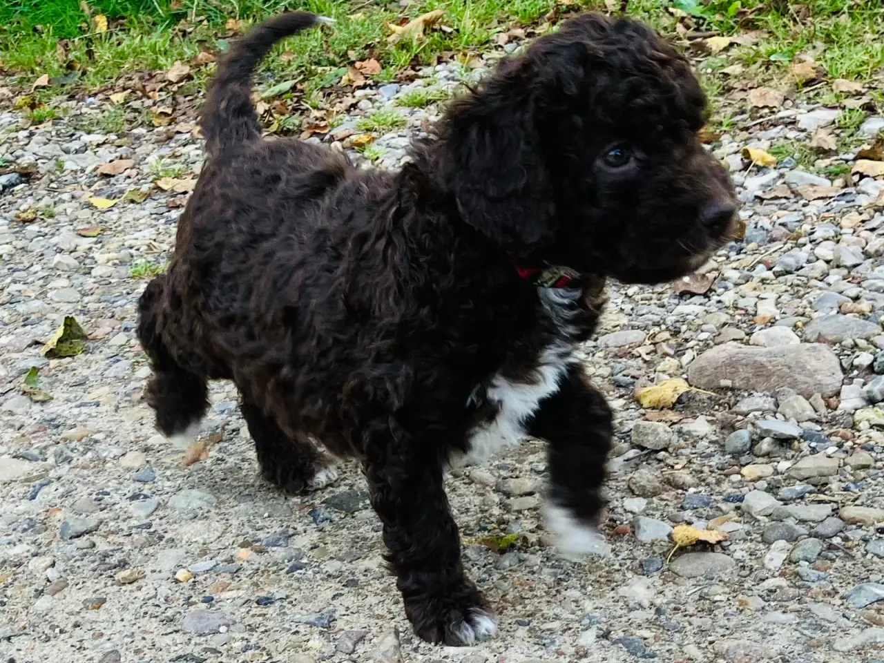 Billede 9 - Lagotto/curly coated retriever