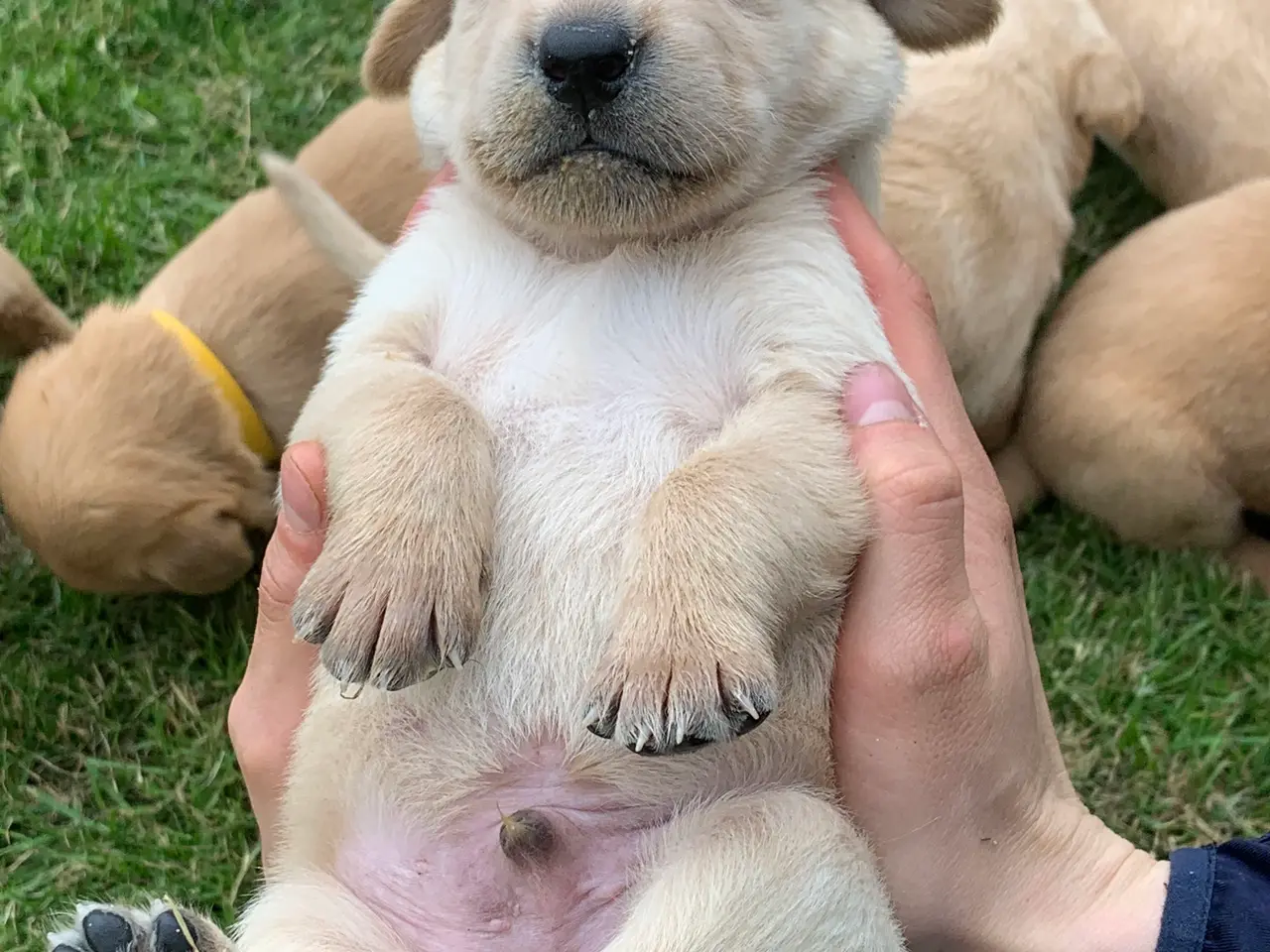 Billede 5 - Labrador hvalpe 