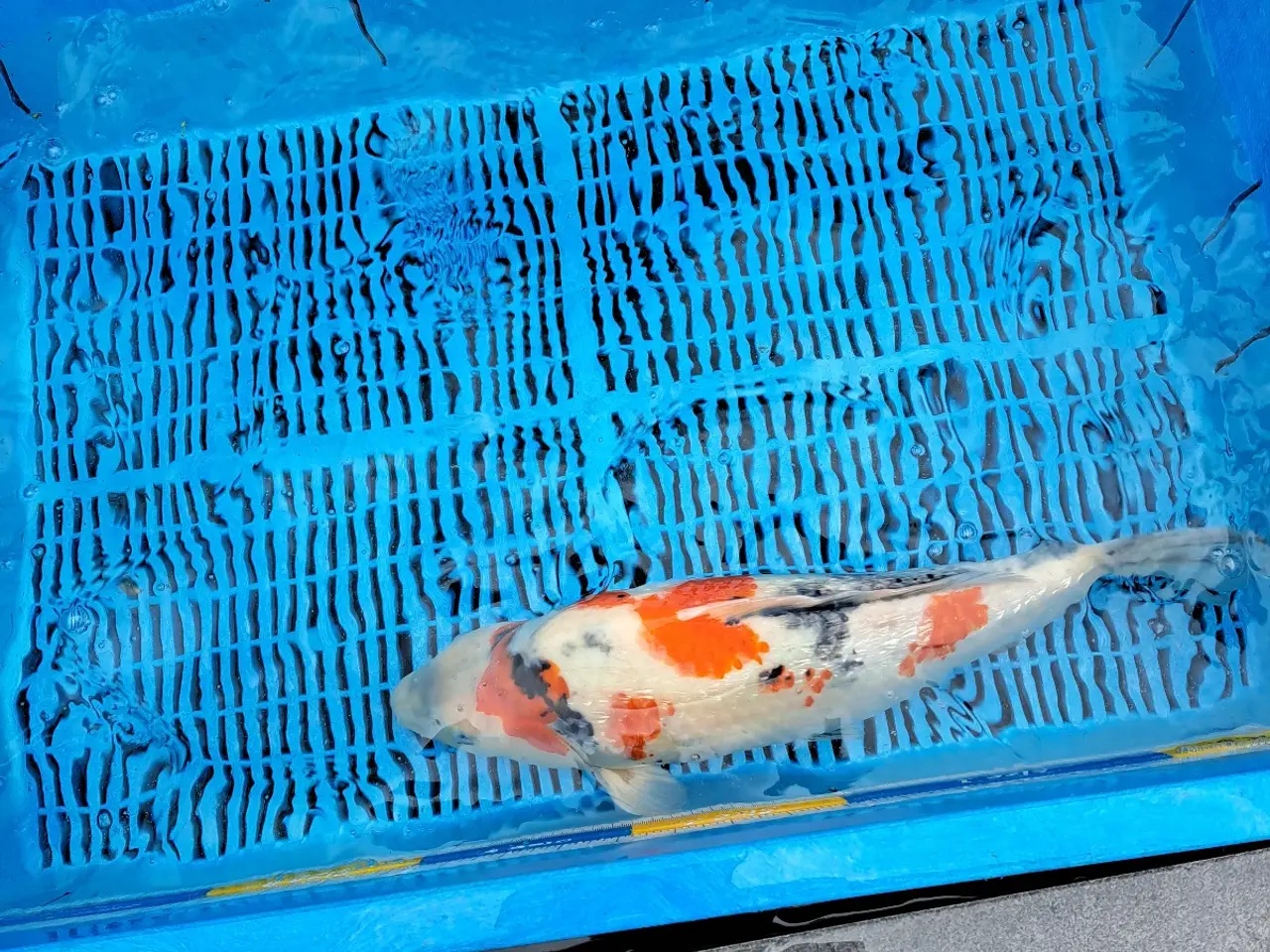 Billede 4 - Koi