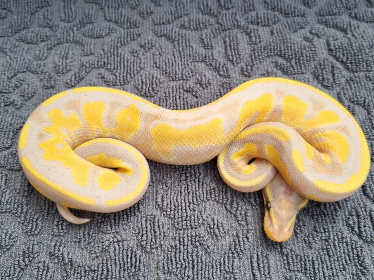 Billede 3 - Kongepython morfer 2026