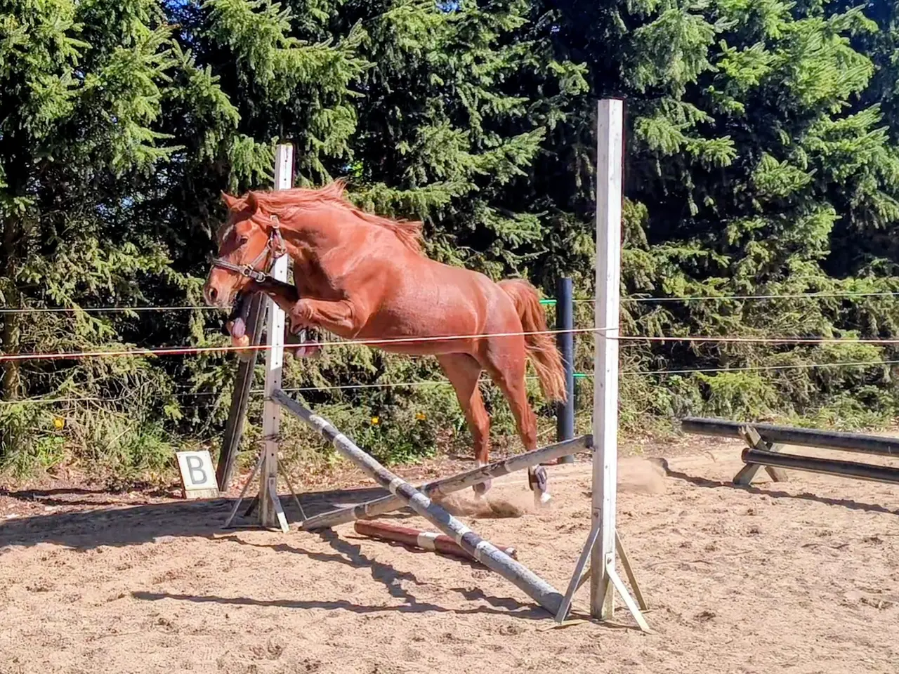 Billede 12 - Dansk Sports pony kat. 1
