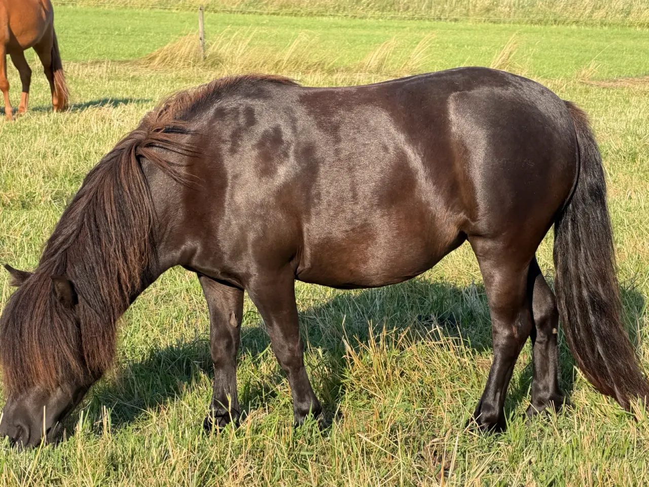 Billede 2 - To skønne shetlænder sælges evt bytte 