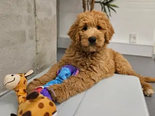 Goldendoodle hvalpe