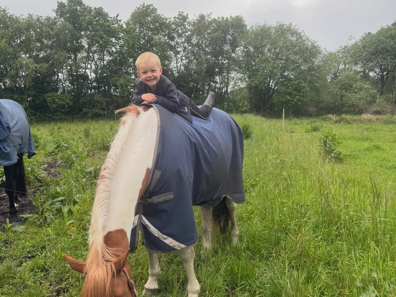 Billede 8 - Perfekt junior hest/ luksus kone hest ❤️ - Mor og