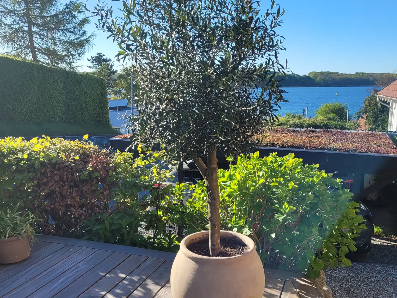 Billede 3 - Oliventræ i stor krukke til terrasse eller altan