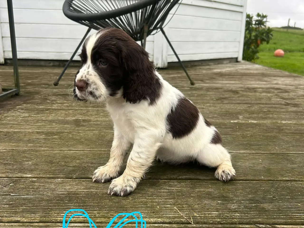Billede 2 - Engelsk springer spaniel