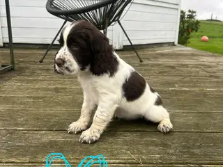 Engelsk springer spaniel - 2