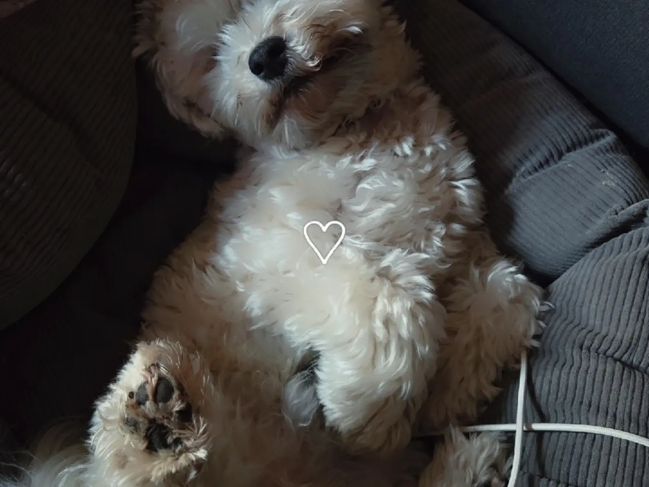 Billede 4 - Søger nyt hjem til vores elskede Eddie💔❤️