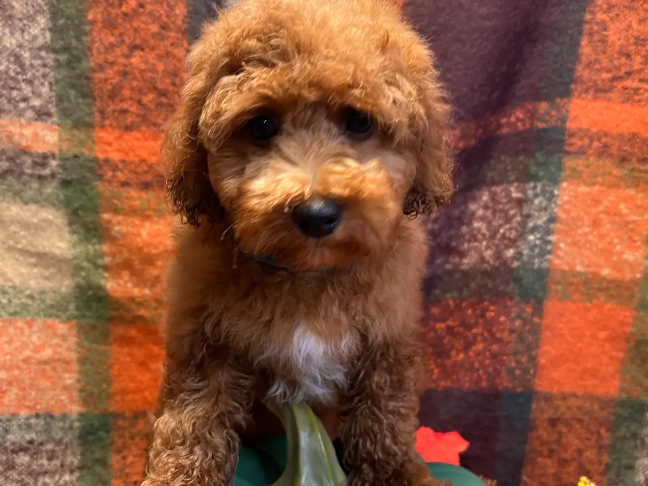 Billede 9 - 🐾maltipoo miniature September 🐾