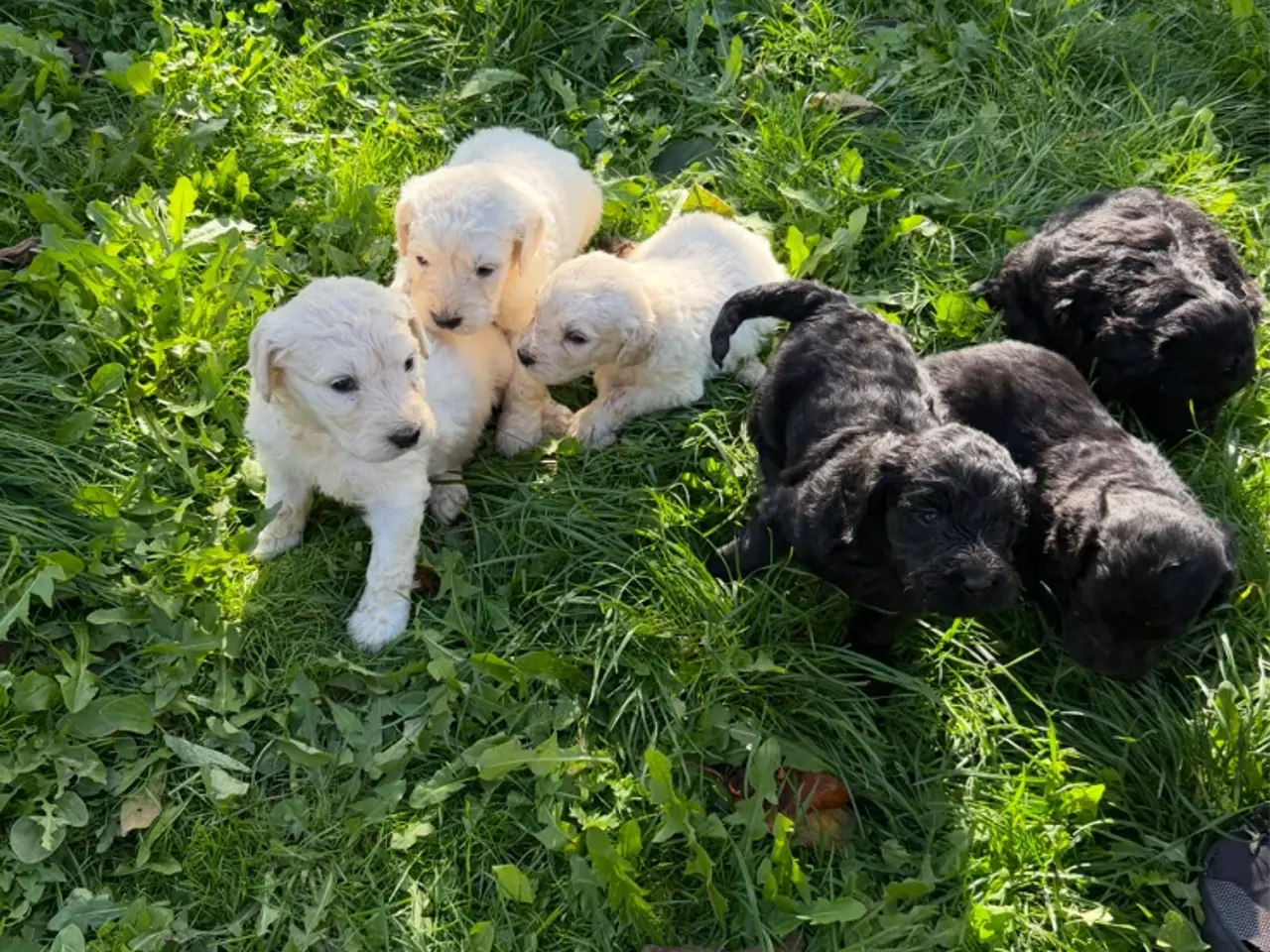 Billede 11 - Smukke Golden Doodle hvalpe