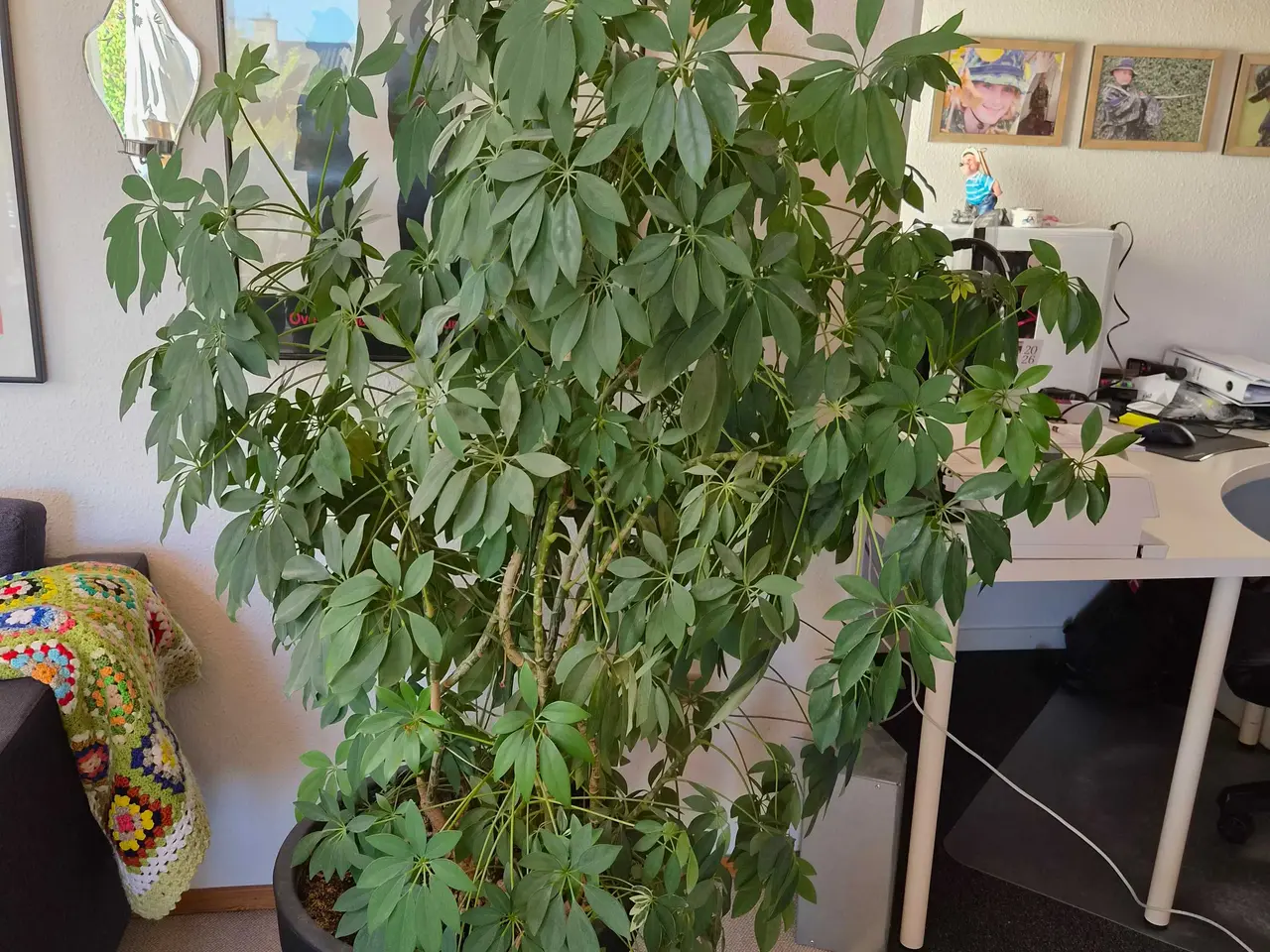 Billede 1 - Stor paraplyplante sælges