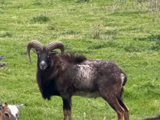 Muflon vædder i Hegn