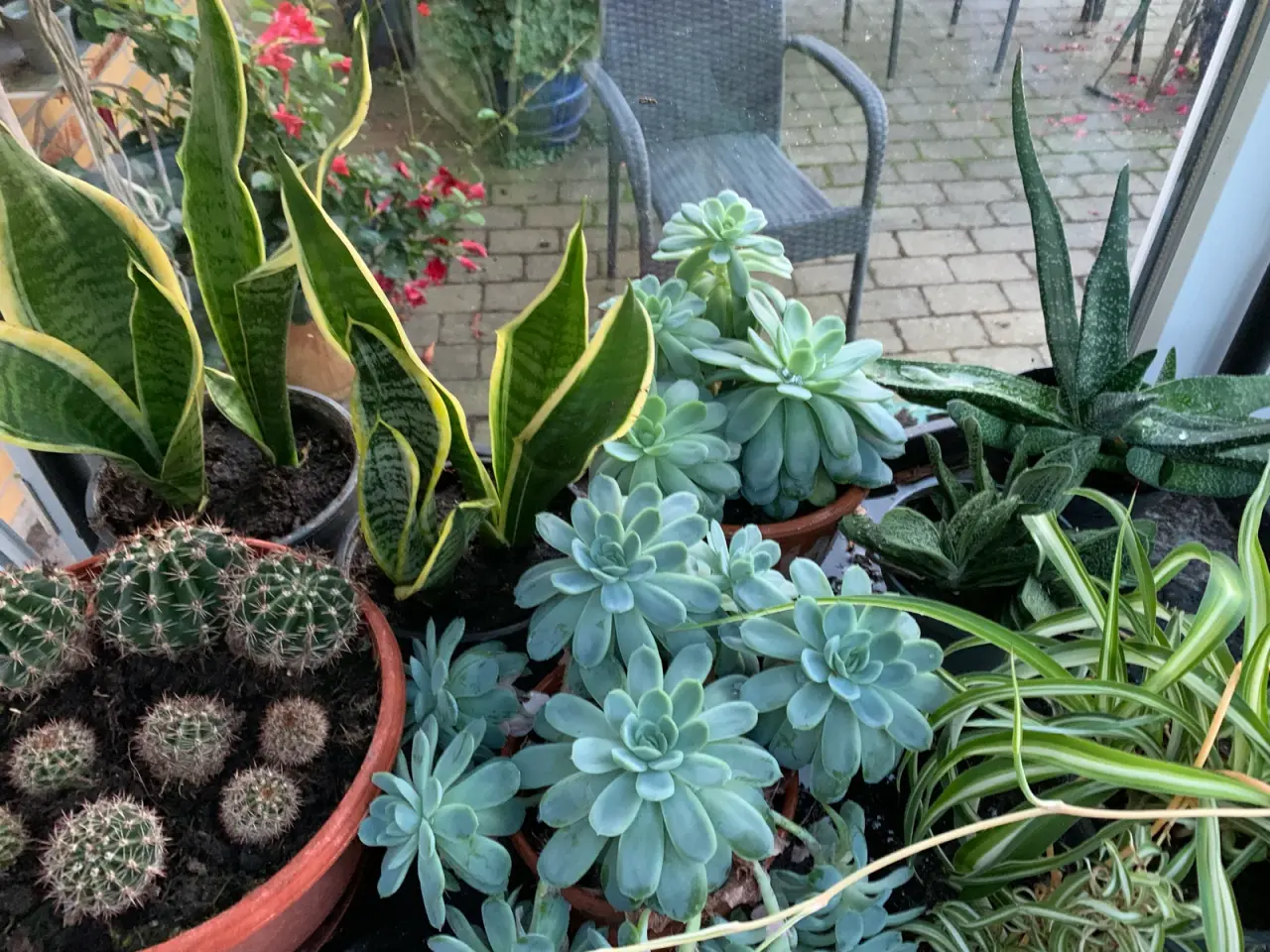 Billede 1 - Diverse gode stueplanter 