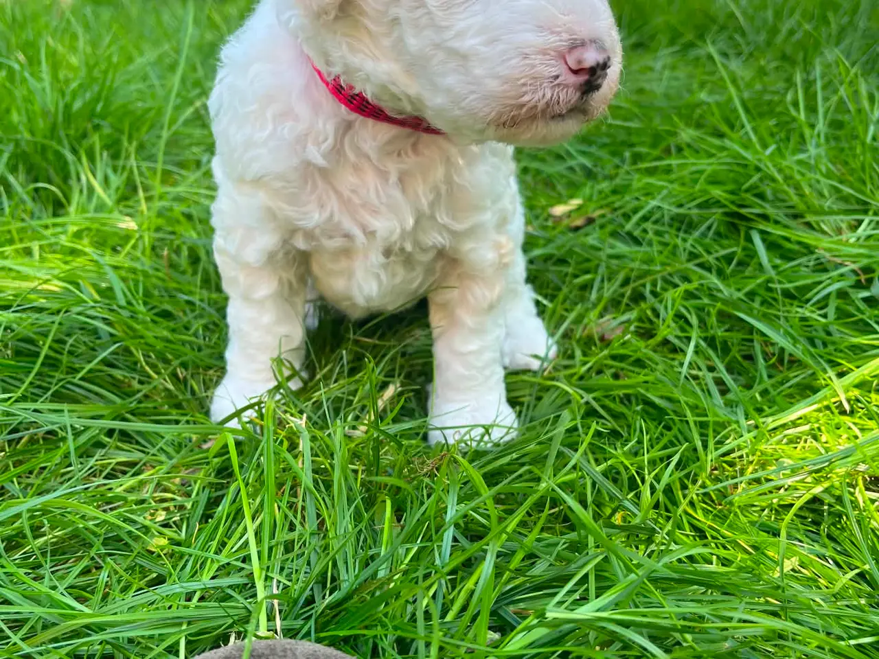 Billede 2 - Labradoodle hvalpe