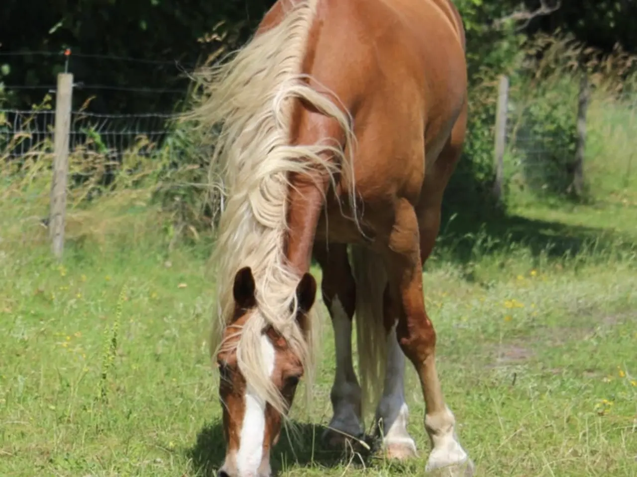 Billede 1 - SØGER MIN NYE HEST