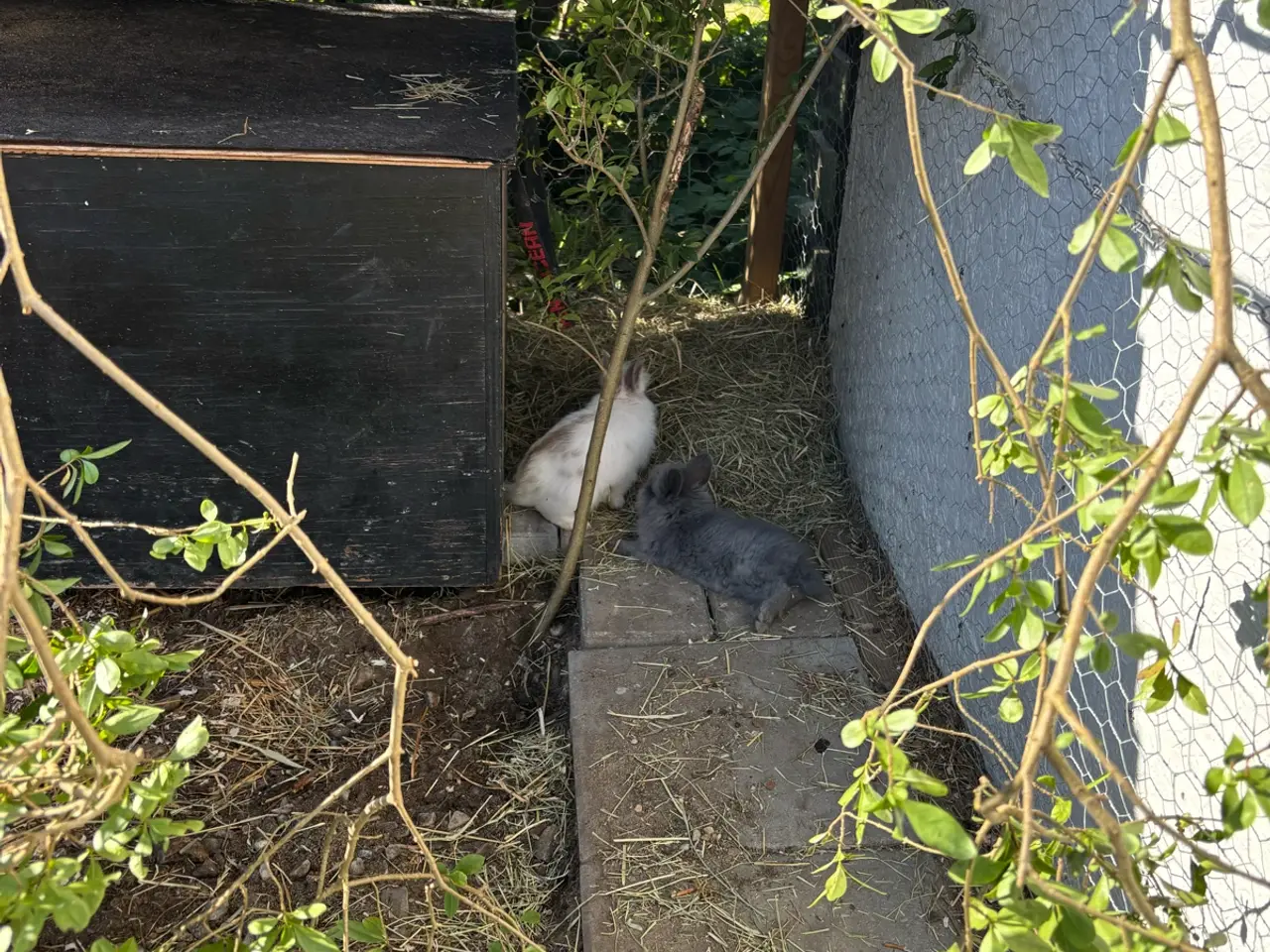 Billede 3 - Løvehoved kanin unger sælges 🐰