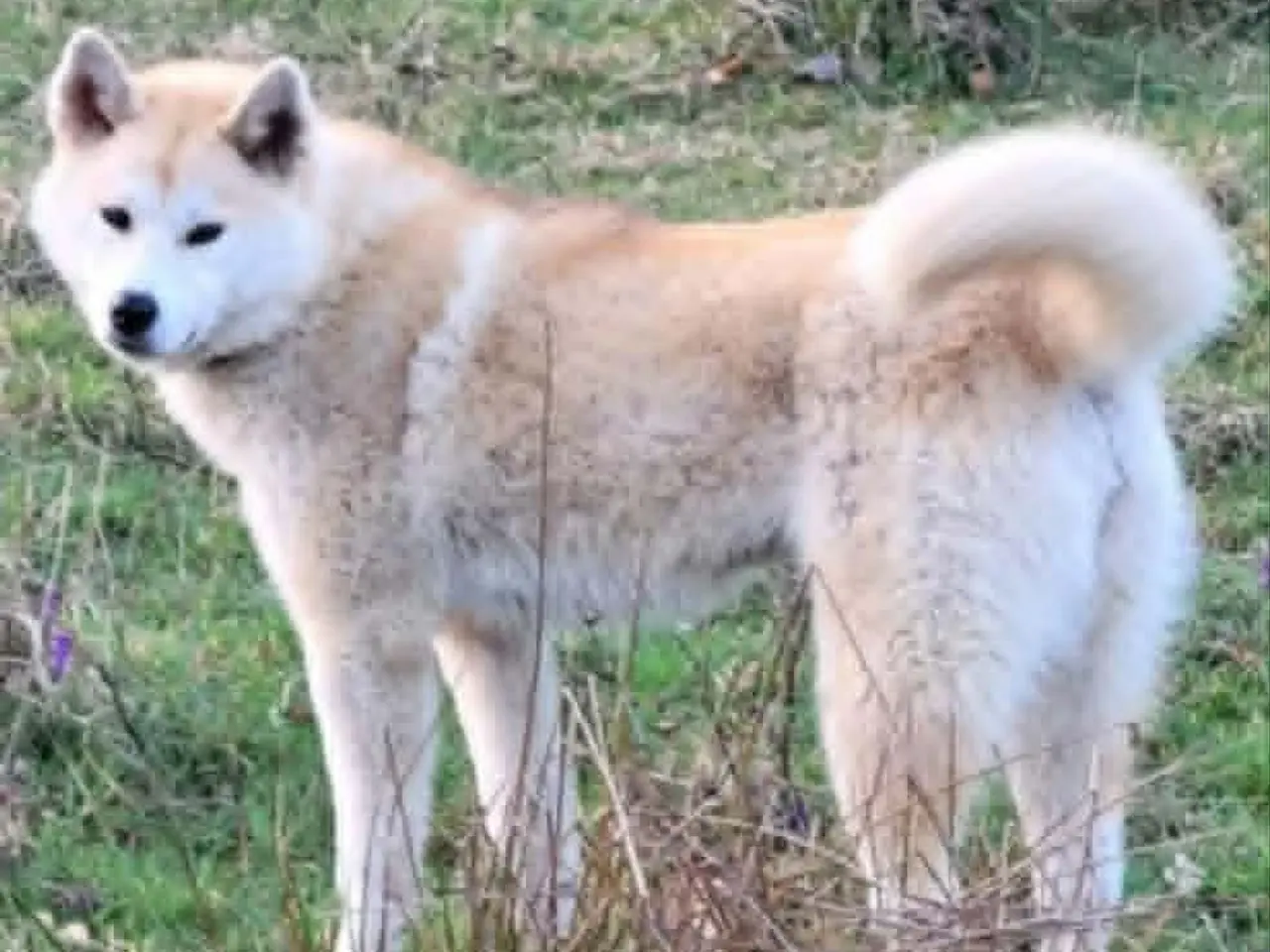 Billede 3 - Taka  Akita