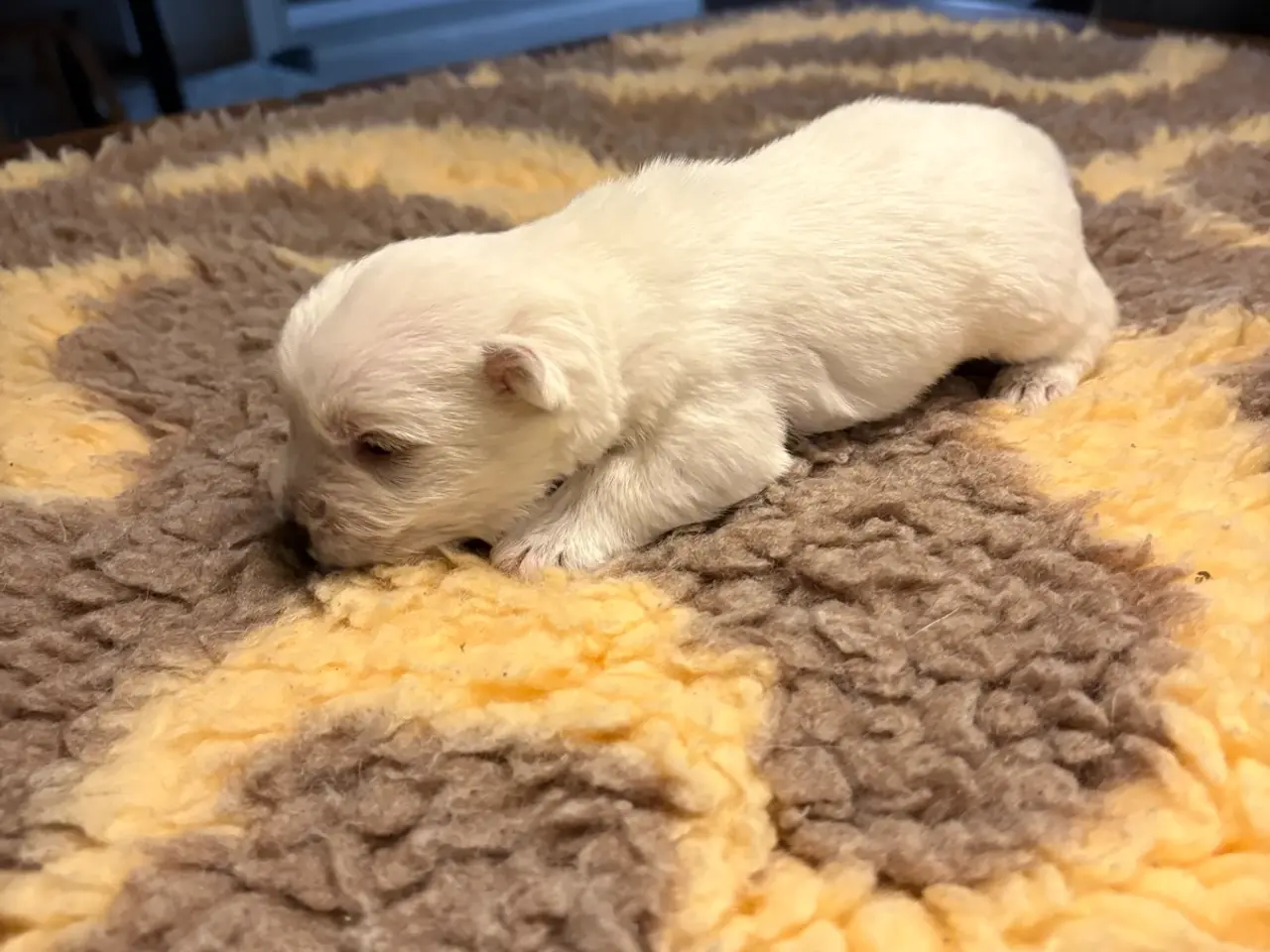 Billede 6 - Skønne Westie hvalpe søger kærlige hjem 🐾