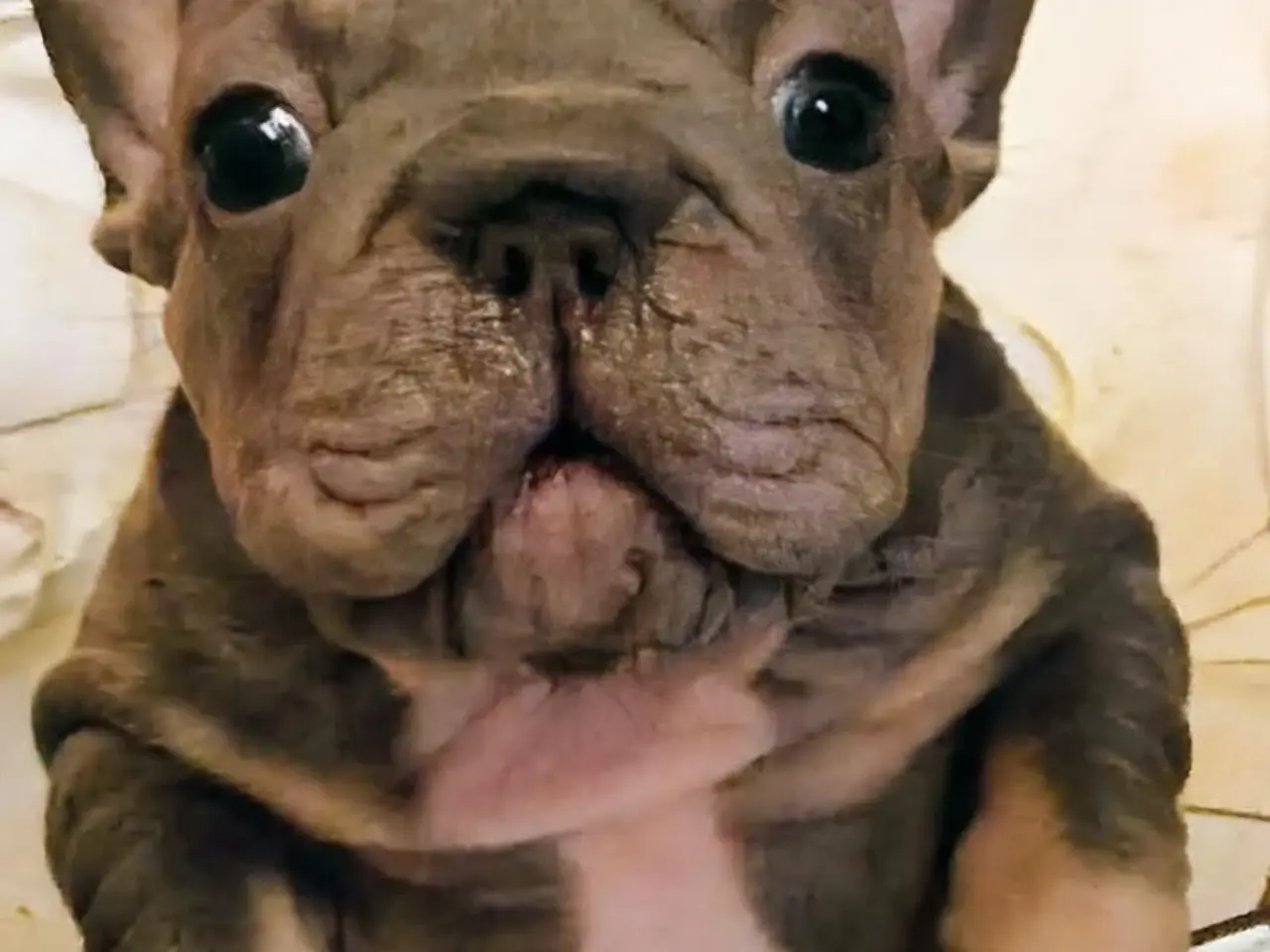 Billede 16 - Fransk Velvet bulldog dreng.