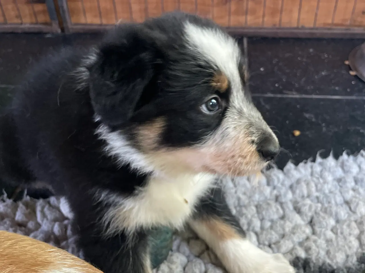 Billede 6 - Border Collie hvalpe