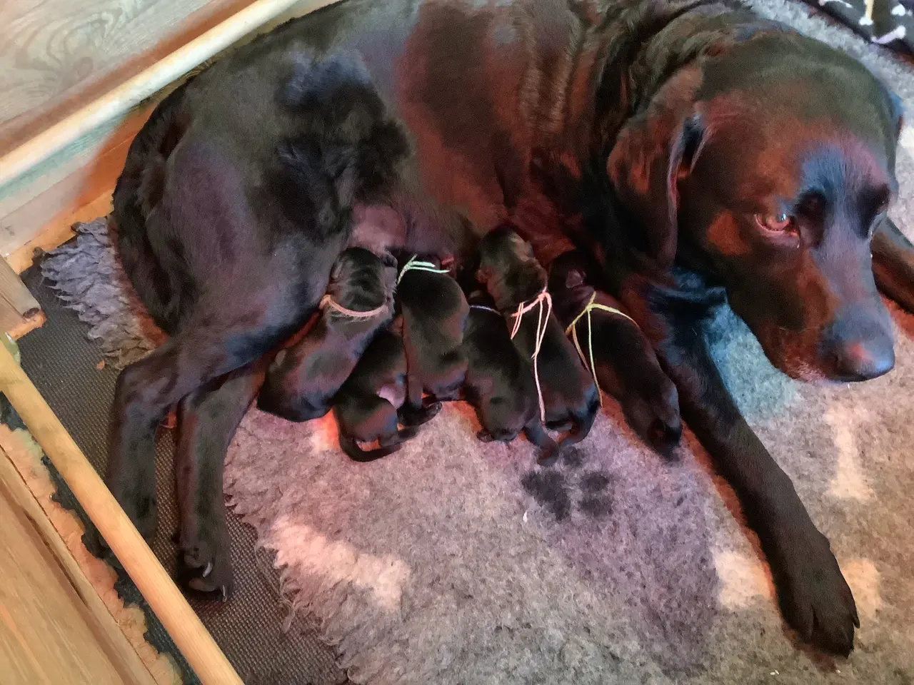 Billede 1 - Sorte labrador formel1 hvalpe
