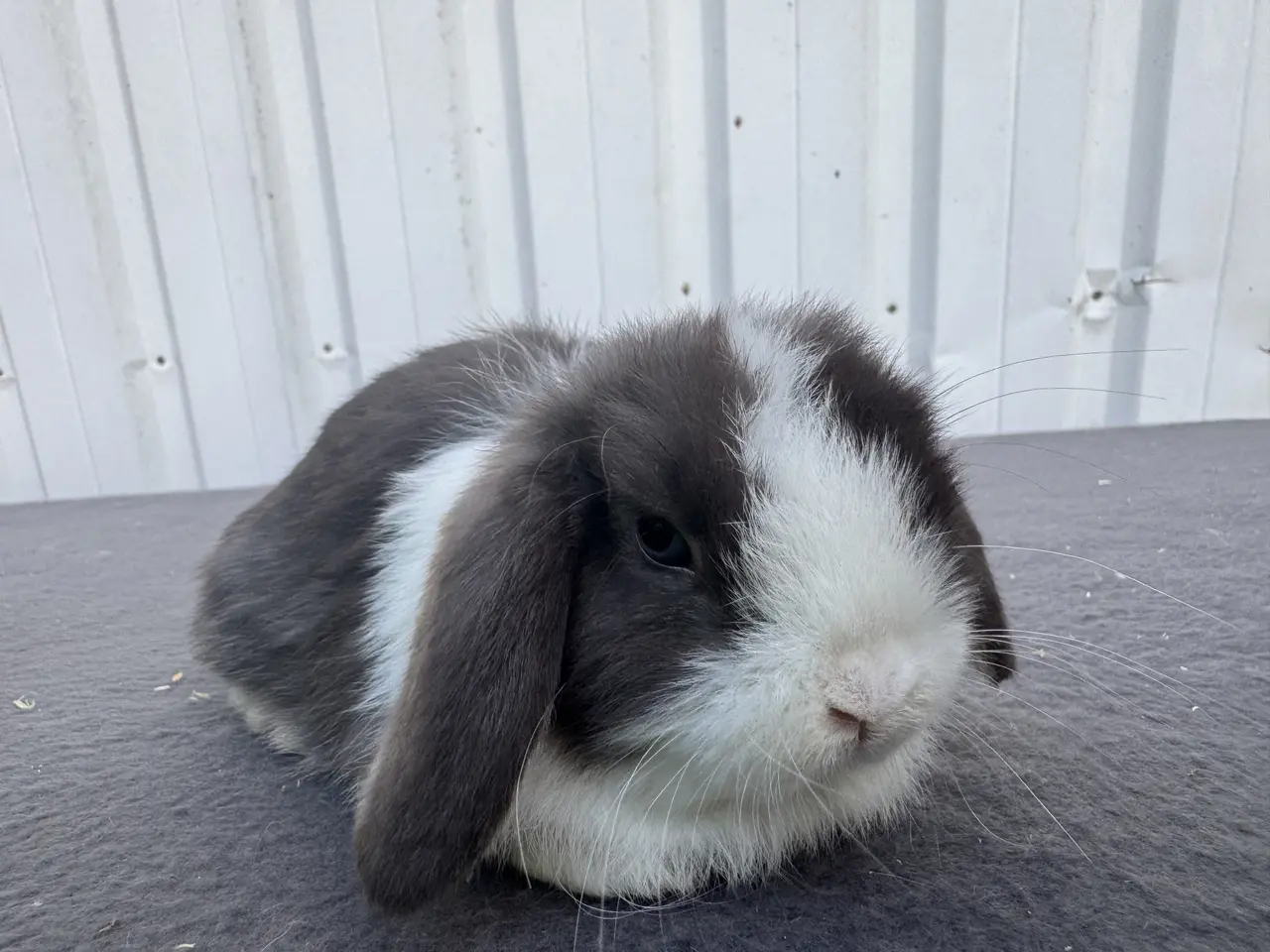 Billede 5 - Mini lop hankanin