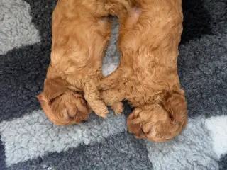 Cavapoo hvalpe F1 - 2