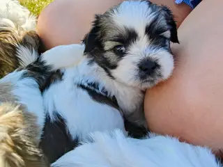 Shih Tzu/Coton de Tulear-hvalpe