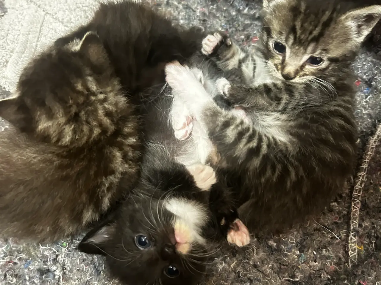 Billede 16 - Søde katte killinger søger hjem❤️
