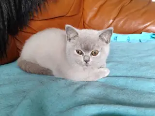 British shorthair, Dokkedal´s Marilyn Monroe