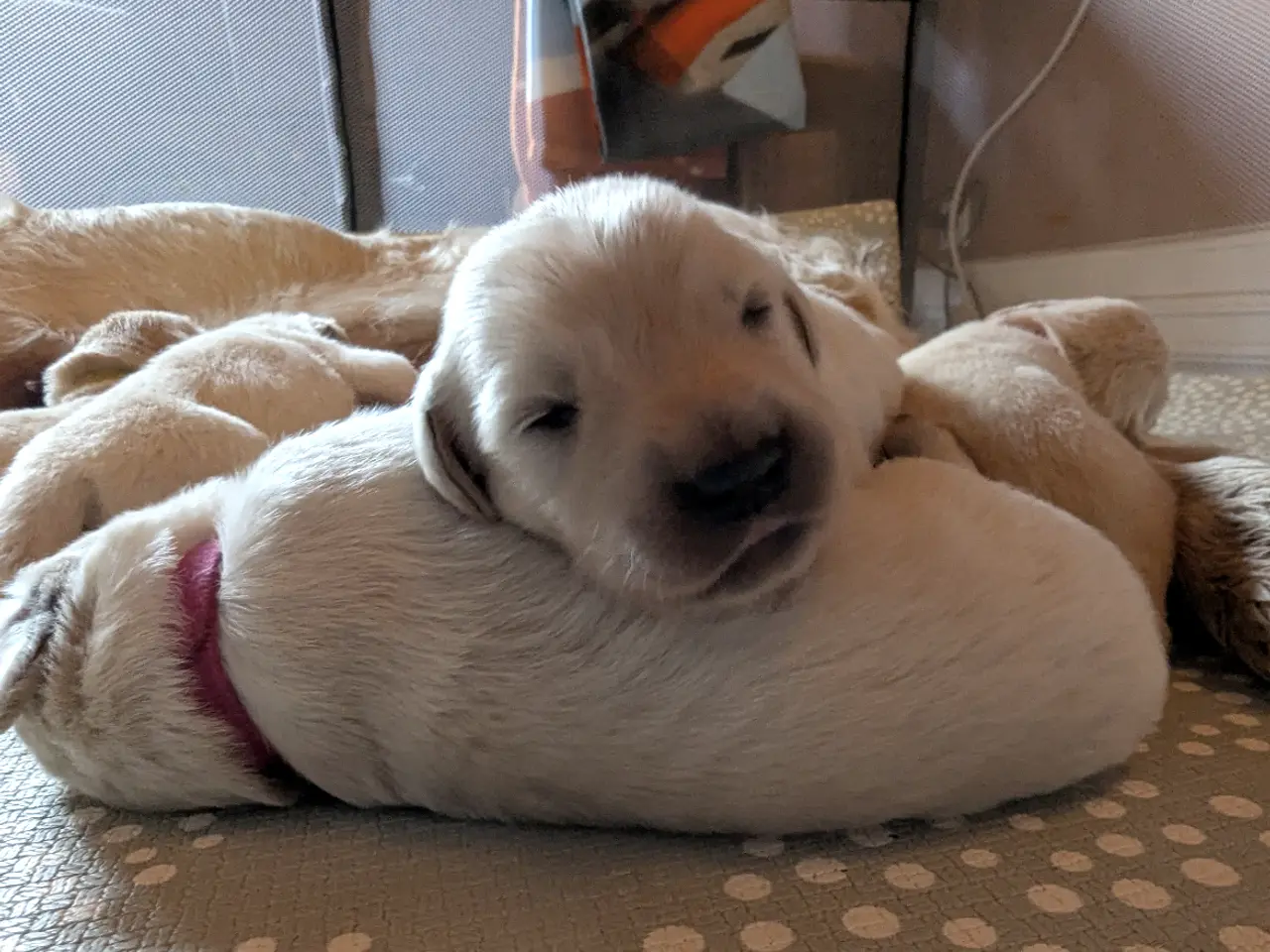 Billede 3 - Golden retriever hvalpe