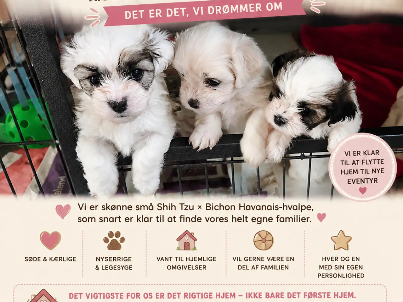 Billede 1 - Shih tzu og havaneser hvalpe 8 uger