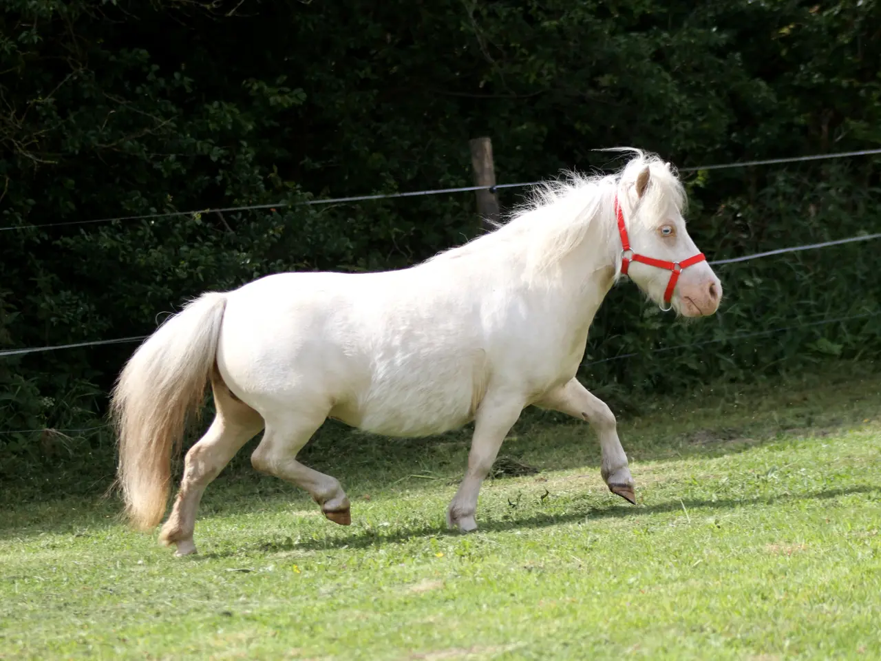 Billede 3 - Cremello broget shetlandspony hoppe, mini str.