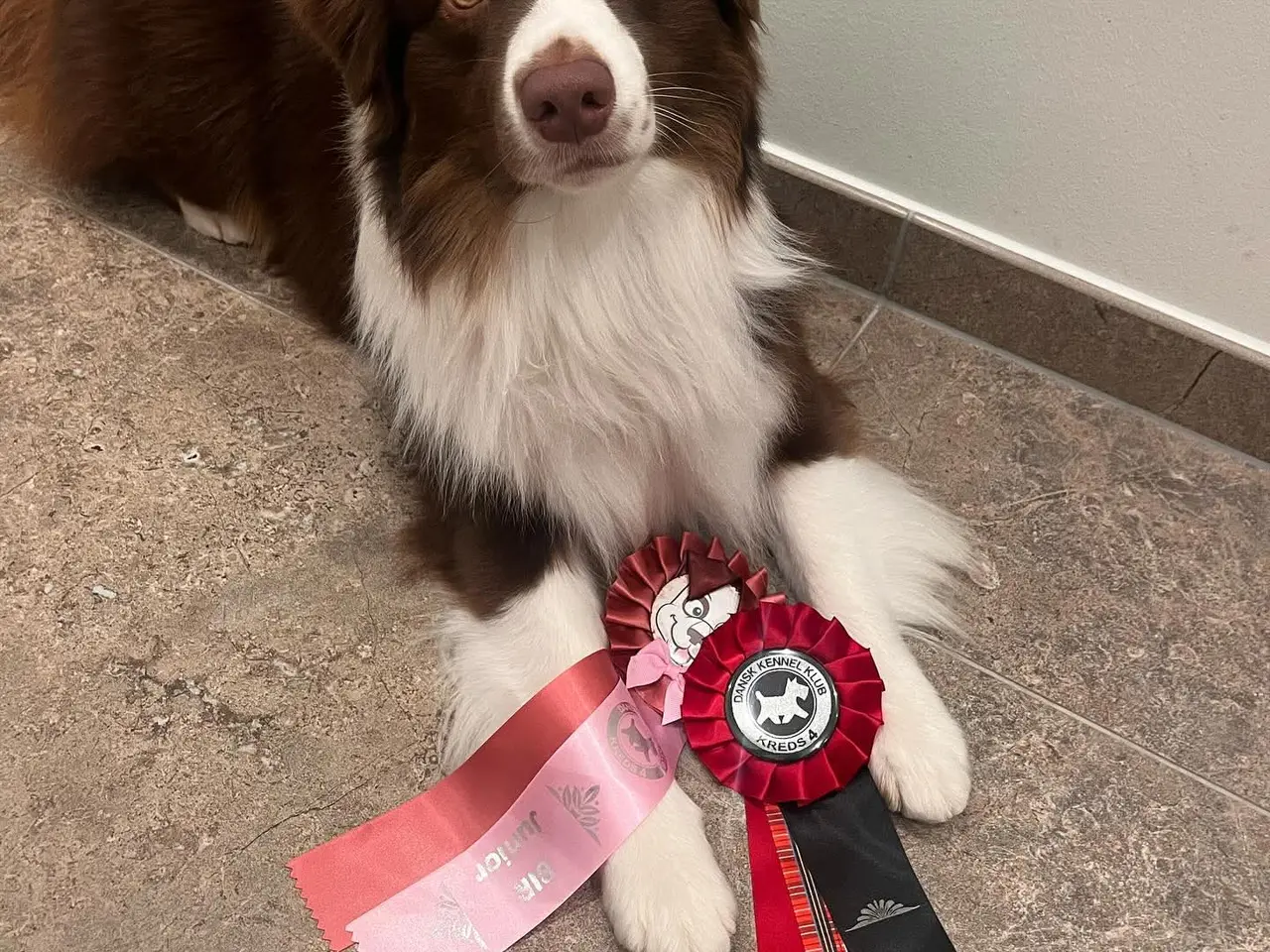 Billede 10 - Miniature American Shepherd hvalpe