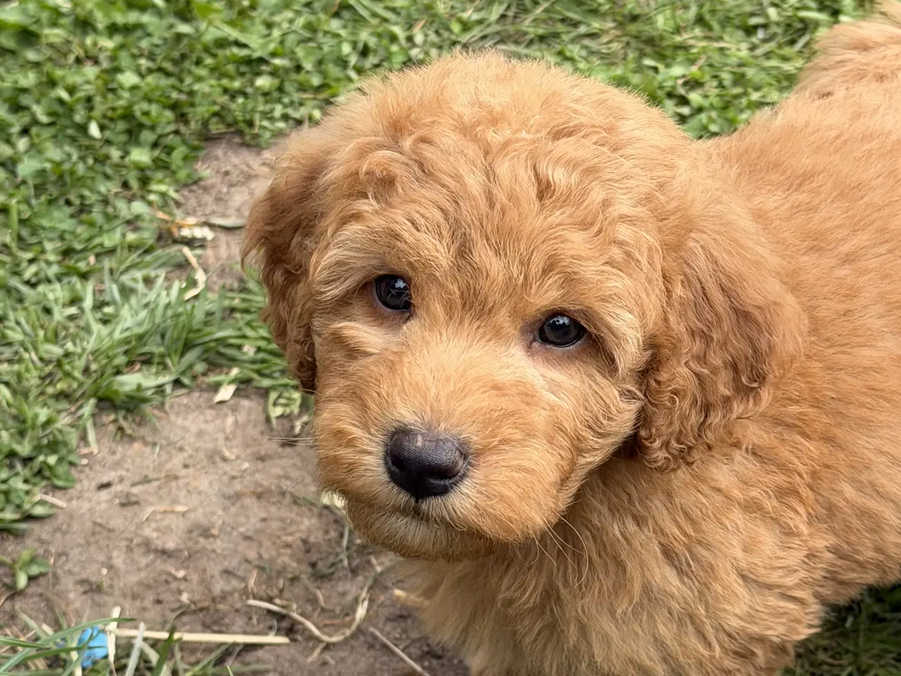 Billede 3 - Smukke mini Labradoodle ❤️🐾