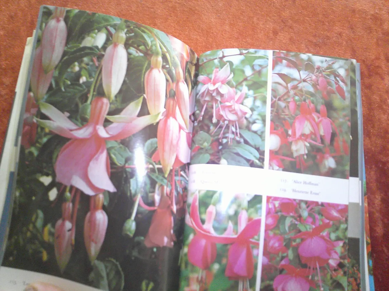 Billede 2 - Fuchsias in Color, Brian Proudley, 