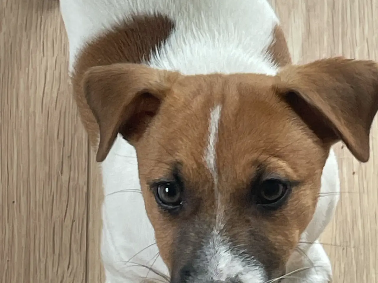 Billede 14 - Jack Russell Hvalp - Glathåret - DKK stamtavle