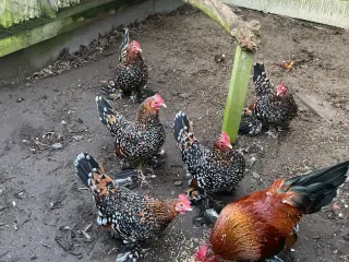 Dværghøns