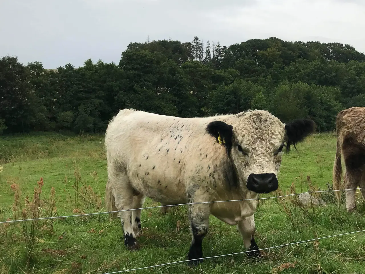 Billede 3 - Udlejes Rigtig fin hvid Galloway tyr