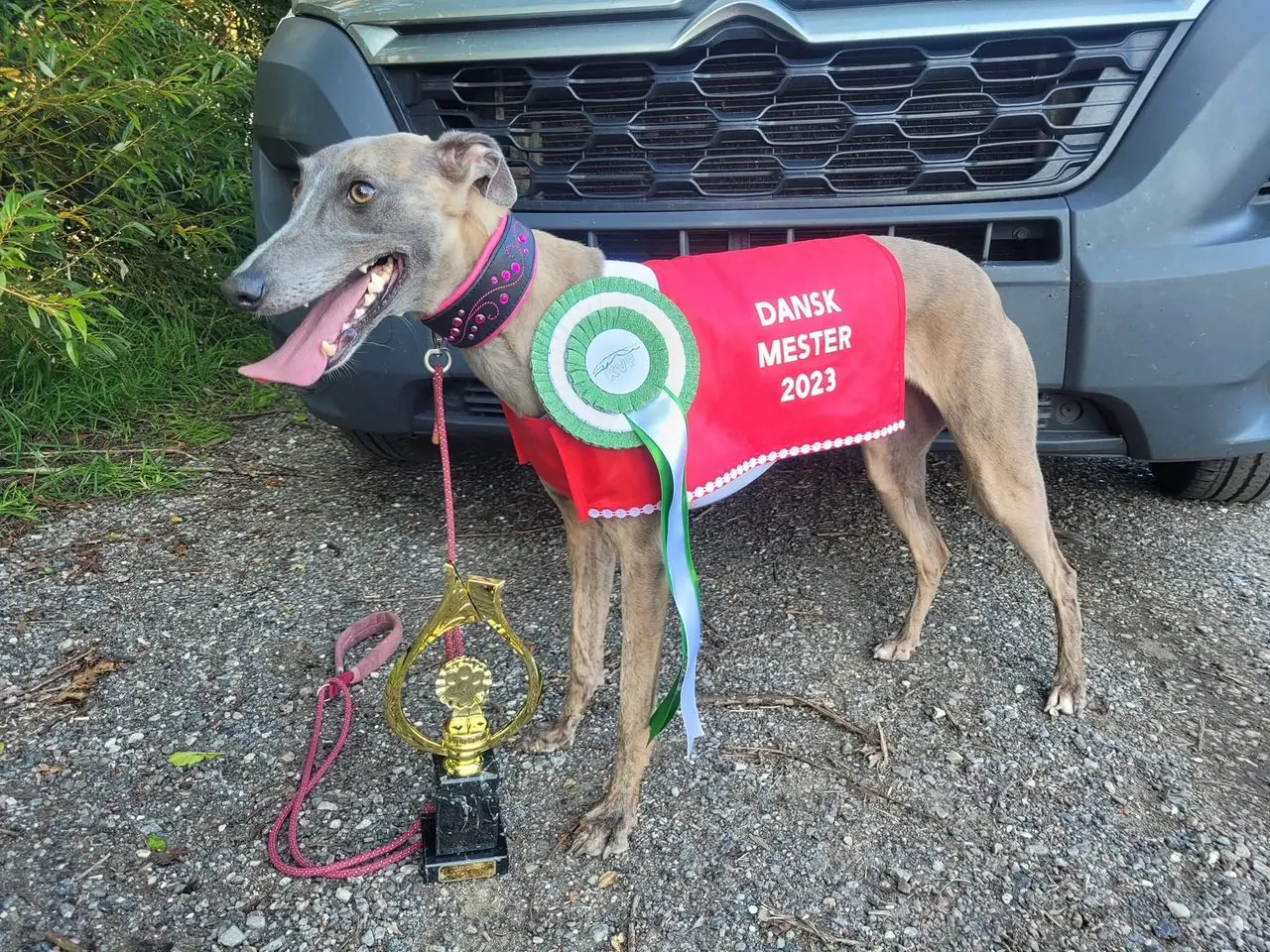 Billede 2 - Whippet-hvalpe forventes – væddeløbslinjer