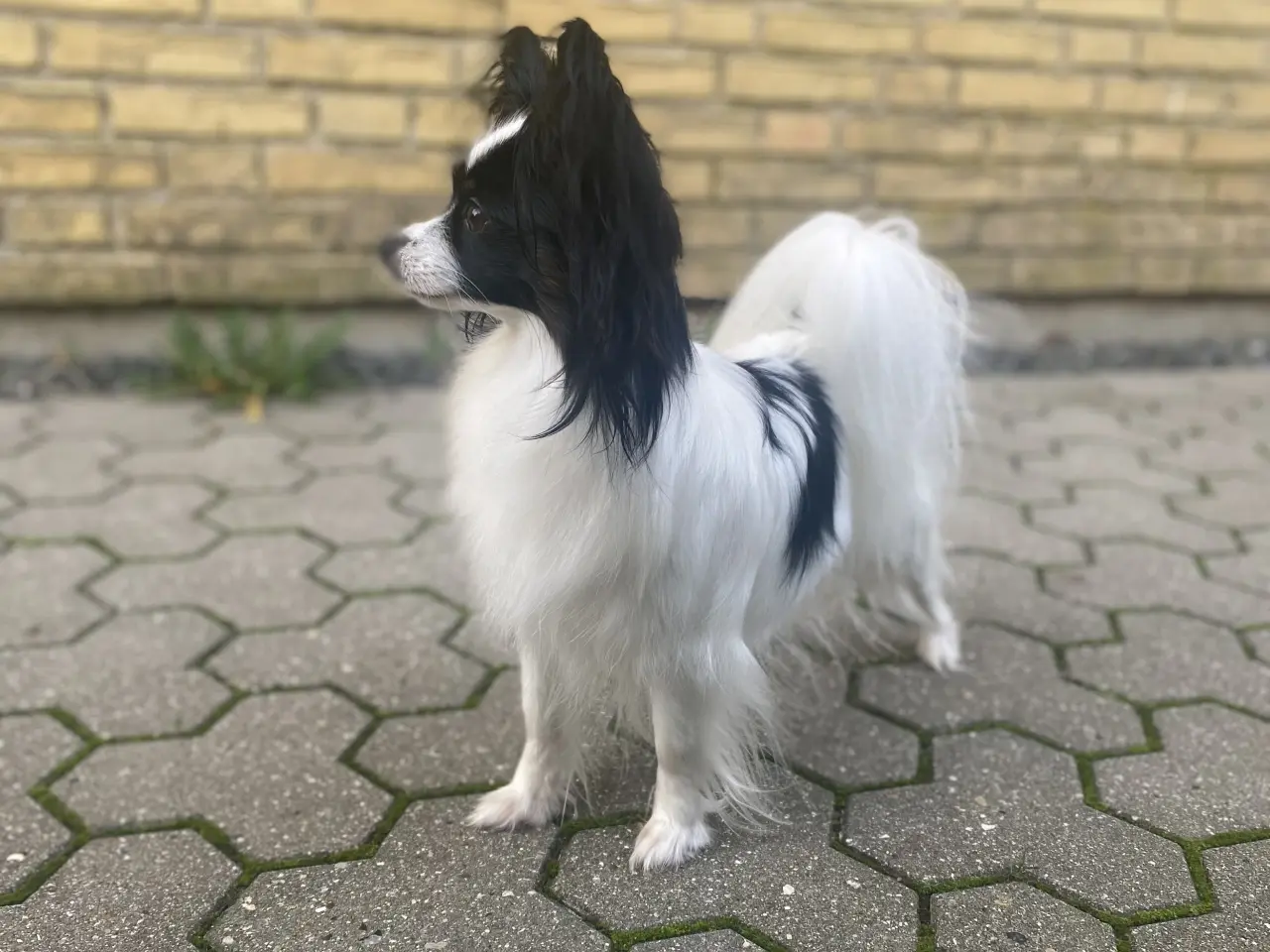 Billede 7 - Papillon hvalpe
