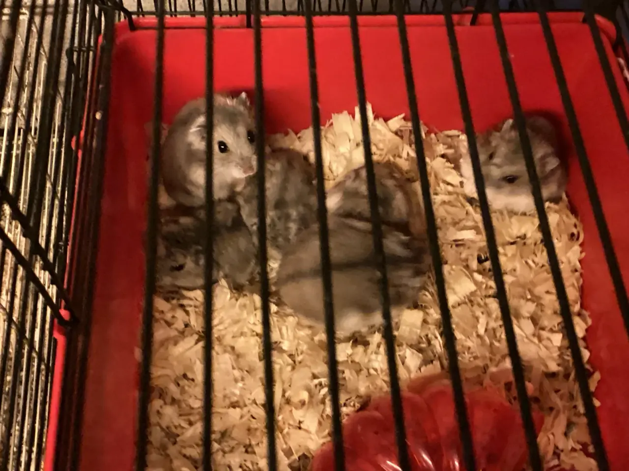Billede 2 - Cebirisk dværg hamster