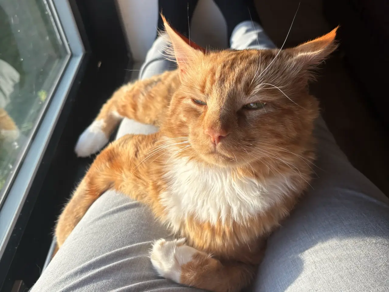 Billede 6 - Main coon blanding RESEVERET