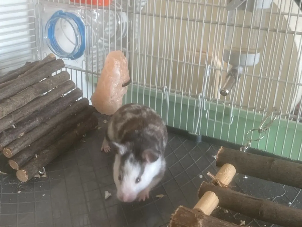 Billede 1 - Guldhamster til salg
