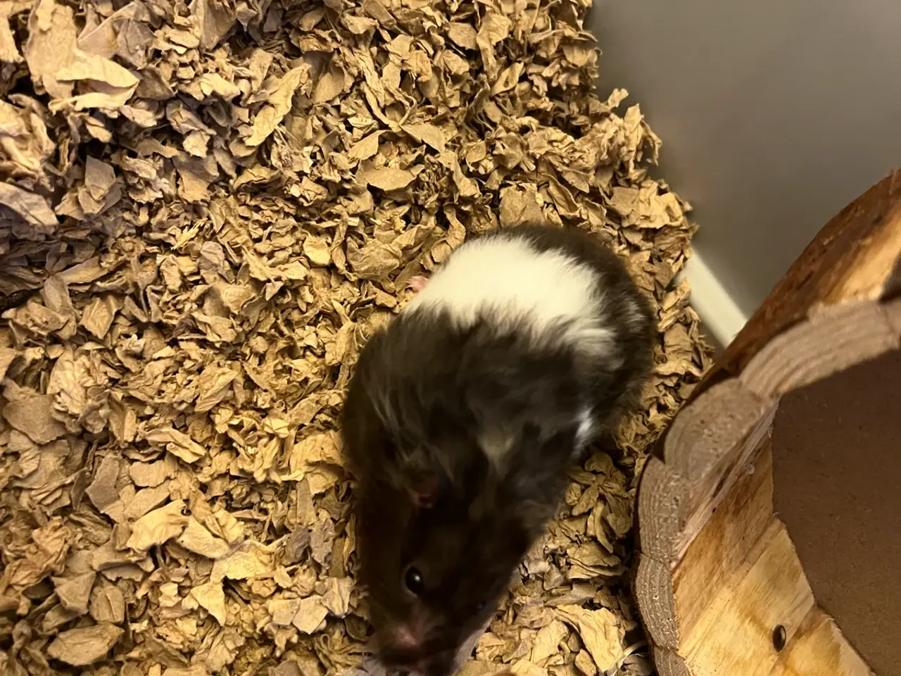 Billede 3 - Hamster- marsvin bur samt guldhamster sælges