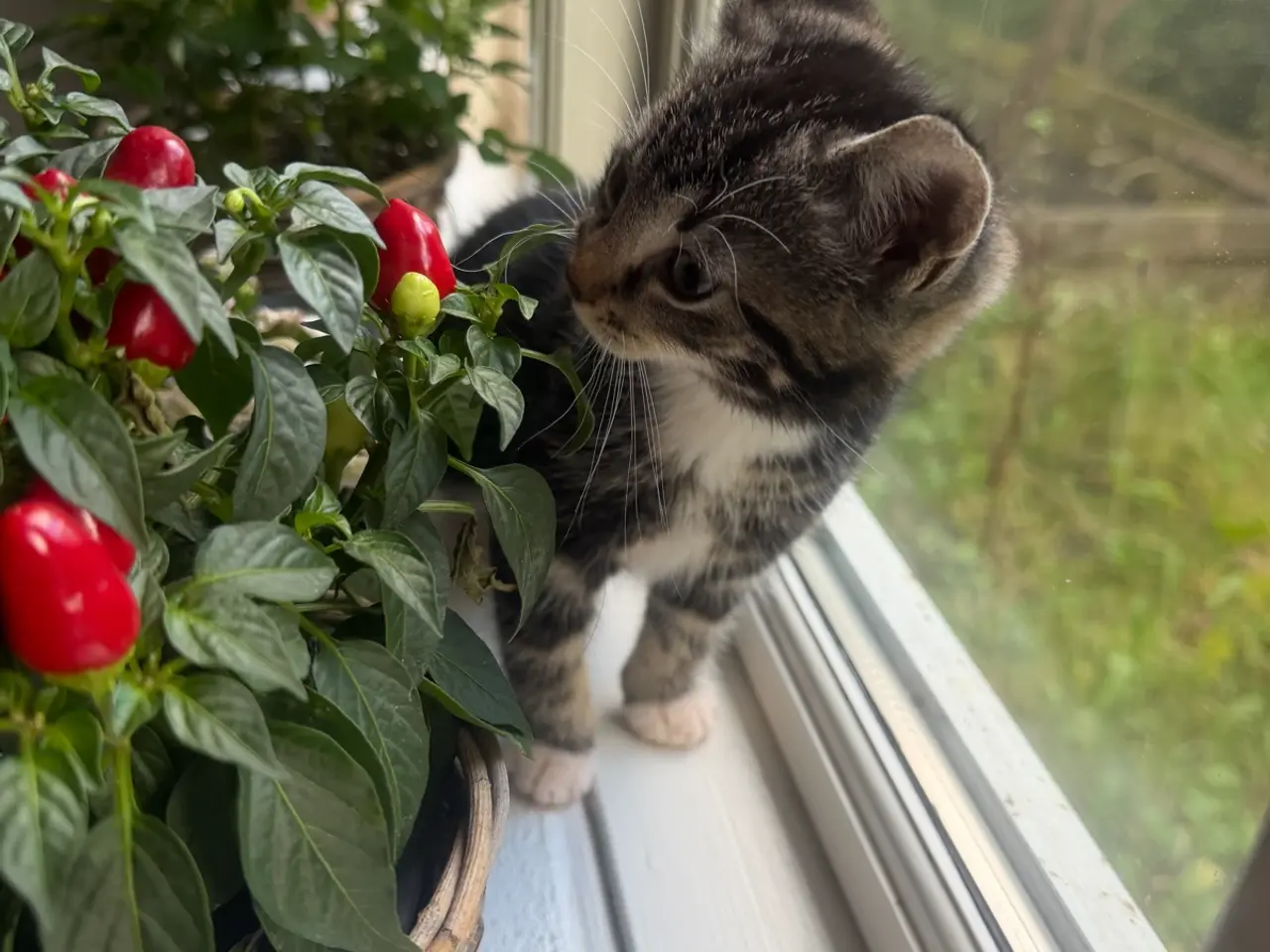 Billede 5 - 🐱 Sød hunkilling søger nyt hjem 🏡❤️