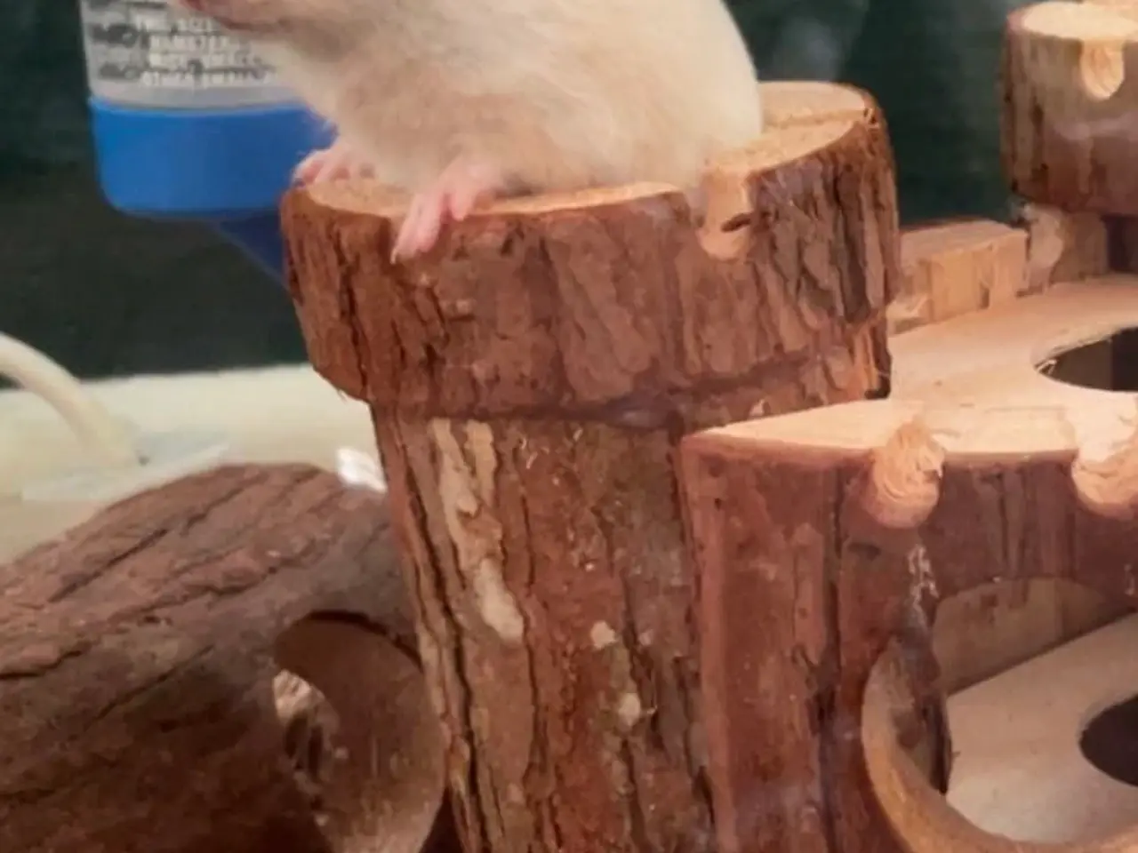 Billede 1 - Guldhamster Hun.