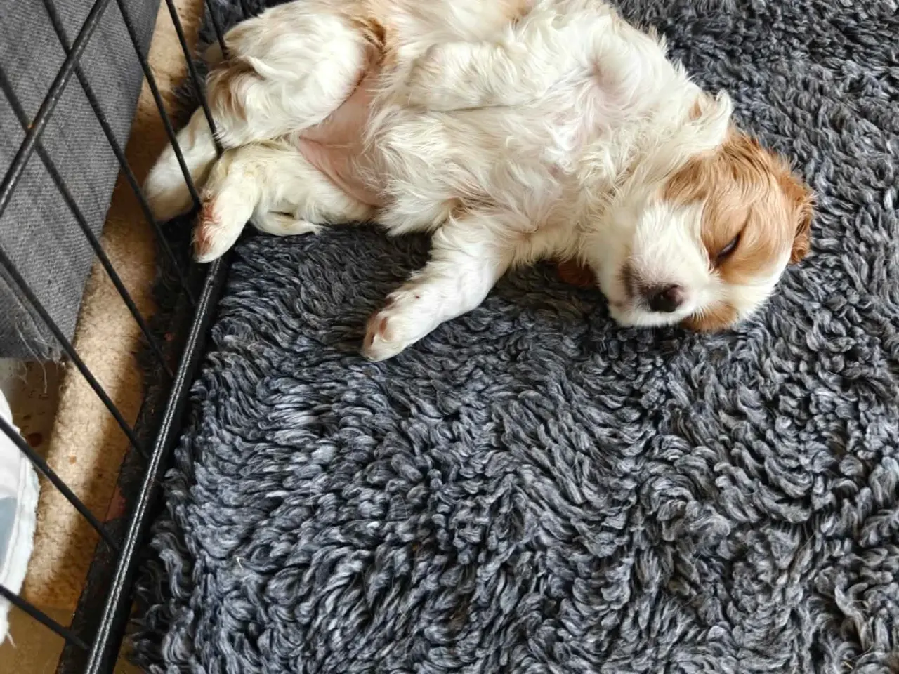 Billede 3 - King Charles cavalier 